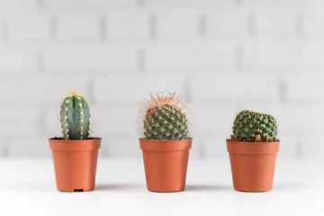 Papier Peint photo Lavable Cactus Three small cactuses in a pot, in white interior.