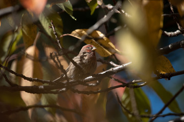 House Finch