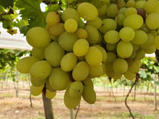 uvas brancas verdes