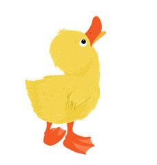 Entenküken das nach oben schaut, Vektor Illustration isoliert auf weißem Hintergrund