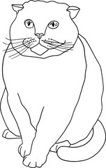 illustration with fat cat