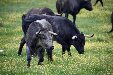 toro bravo en el campo