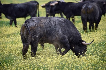 toro bravo en el campo