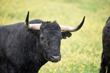 toro bravo en el campo