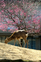 Nara,Japan-February 21, 2020: A deer with Ume flowers at Nara Park