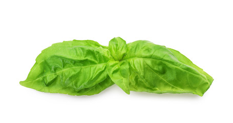 Fresh green basil leaves isolated on white