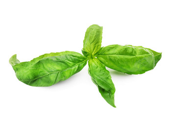 Fresh green basil leaves isolated on white