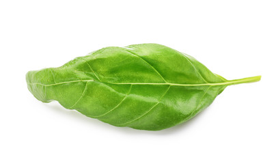 Fresh green basil leaf isolated on white