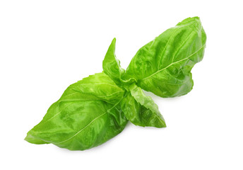 Fresh green basil leaves isolated on white