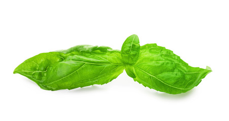Fresh green basil leaves isolated on white