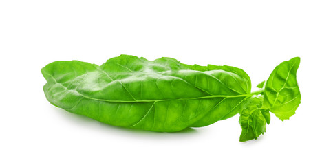 Fresh green basil leaves isolated on white