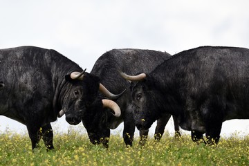 toro bravo en el campo