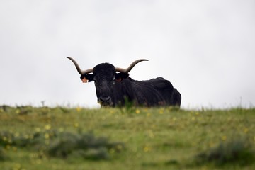 toro bravo en el campo