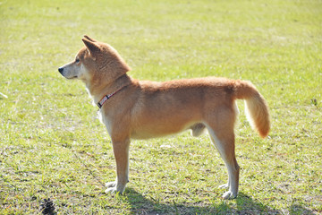 柴犬と芝生
