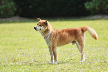 柴犬と芝生