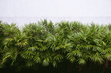 Natural green palm leaves with cement wall background, Livistona Rotundifolia Palm, borassus...