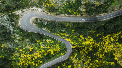 Aerial view of road in forest