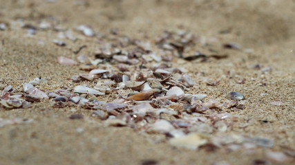 Seashells in the Sand