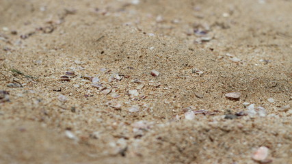 Fototapeta na wymiar Sand with Shells