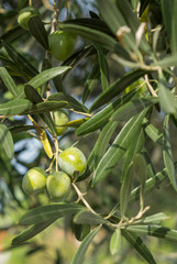 Alter Olivenbaum (Olea europaea) mit Früchten