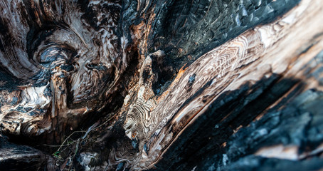 Close up of burnt tree bark 