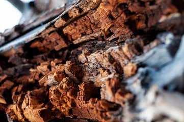 lighting struck tree details 