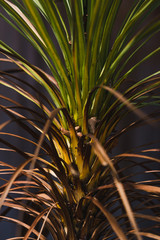 tropical looking cordyline grass tree close-up