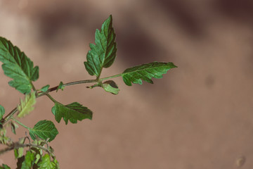 close up of tomato plant leaves