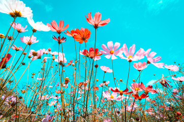 beautiful cosmos flowers are blooming in vintage tones with bright sky background.