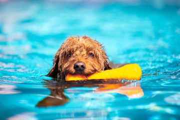 Mini goldendoodle swimming in pool