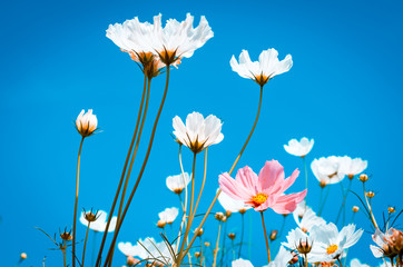 beautiful cosmos flowers are blooming in vintage tones with bright sky background.