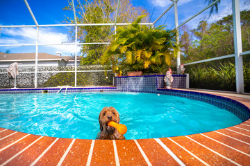 Mini goldendoodle swimming in pool