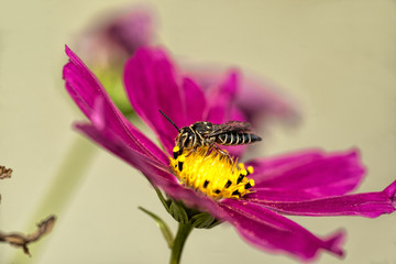 insect sucking nectar on a violet cosmos flower 