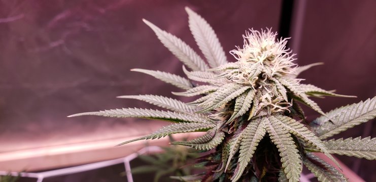 White Pistols Sticky Crystals