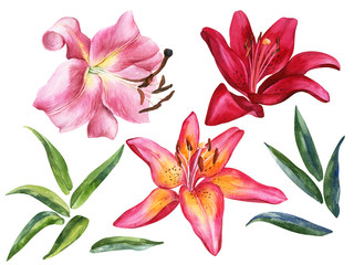 Fototapeta na wymiar Set of watercolor lily, red, pink lilly flowers on an isolated white background, watercolor flower, stock illustration.