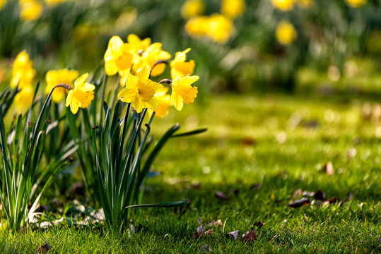Osterglocken im Fr&uuml;hling