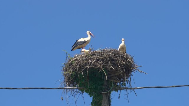 Parents look after the baby stork as they nest atop of a wooden column