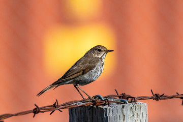 A hermit thrush on barbed wire fence against bright evening background in Oregon