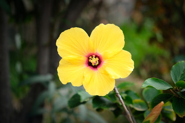 Bright yellow hibiscus flower centered in the frame, isolated, with focus on the pistil.