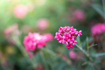 Obraz premium The background image of the colorful flowers