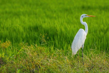 Great Egret in green fields