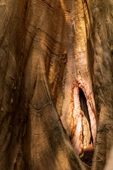 Obraz premium Close-up of a large tree trunk background.