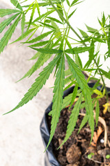 Thai green cannabis leaves are planted in pots.