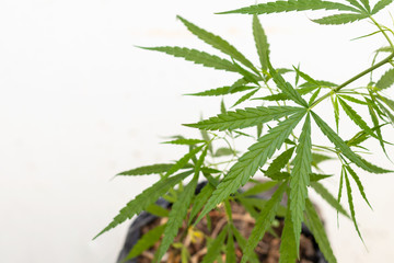 Thai green cannabis leaves are planted in pots.