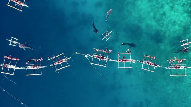 Aerial view Oslob Whale Shark Watching, Fishermen feed whale shark from boat for tourists are watching whale shark in the Oslob, Cebu Island, Philippines, 4K.