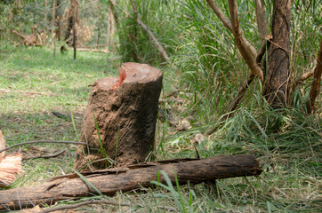 Deforestation in mountains of Colombia