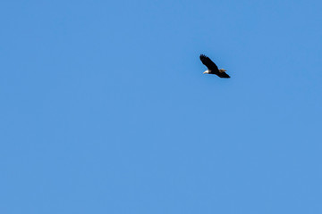 American Bald Eagle 0646