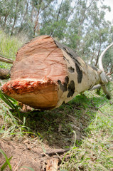 Deforestation in mountains of Colombia
