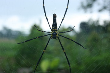 photo of close-up spider in webs
