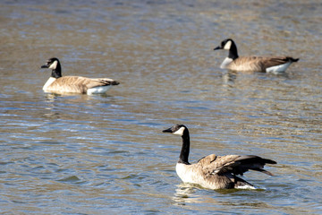 Canadian Geese (Branta canadensis) 0586